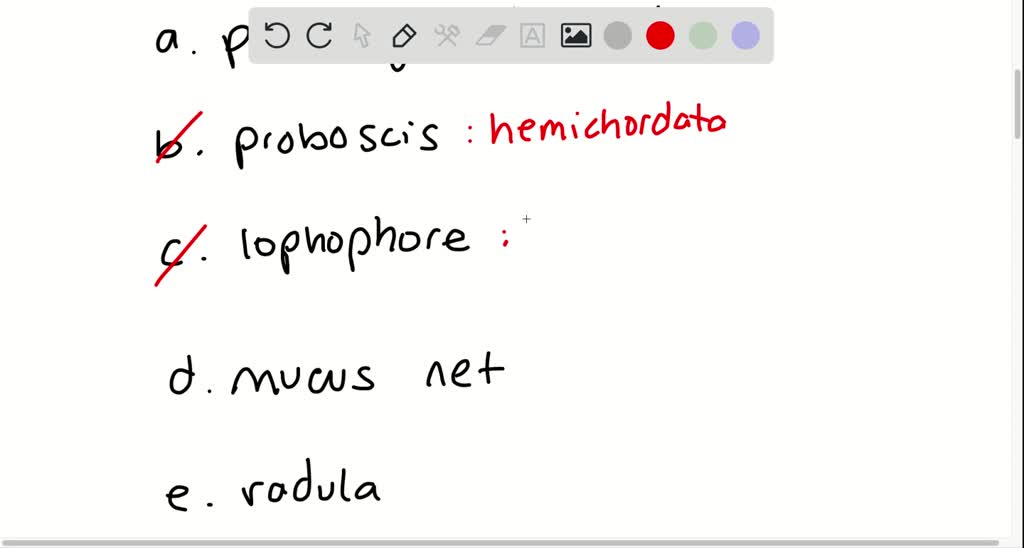 SOLVEDThe structure used by adult tunicates to capture food is a a