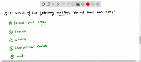which-of-the-following-receptors-do-not-have-hair-cells-a-lateral-line-organ-b-saccule-c-utricle-d-s