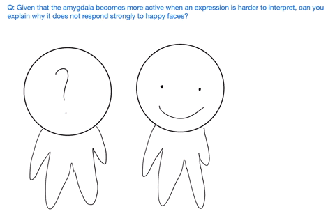 given-that-the-amygdala-becomes-more-active-when-an-expression-is-harder-to-interpret-can-you-explai