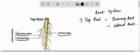 one-main-root-formed-from-the-enlarging-embryonic-root-with-many-smaller-lateral-roots-branching-o-4