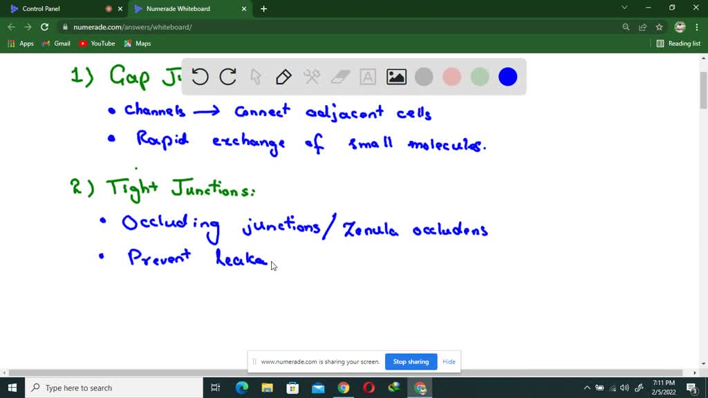 solved-what-are-border-cells-and-what-are-some-functions-attributed-to