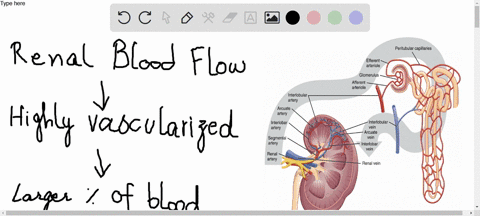 trace-the-path-of-blood-into-and-out-of-the-kidney-why-is-the-kidney-so-highly-vascularized-pages-22