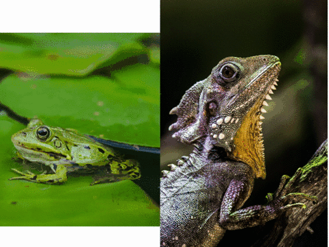 when-tetrapods-first-ventured-onto-the-land-what-new-selection-pressures-did-they-face-what-characte