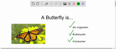 a-butterfly-is-an-__________-choose-all-that-apply-a-organism-b-domain-c-species-d-eukaryote-e-con-2