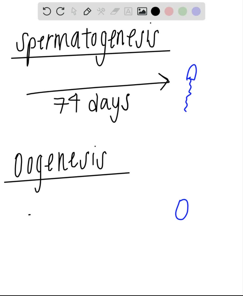 solved-how-are-the-timetables-different-for-oogenesis-and-spermatogenesis