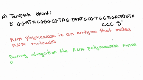 the-sequence-of-a-complete-eukaryotic-gene-encoding-the-small-protein-met-tyr-arg-gly-ala-is-shown-h