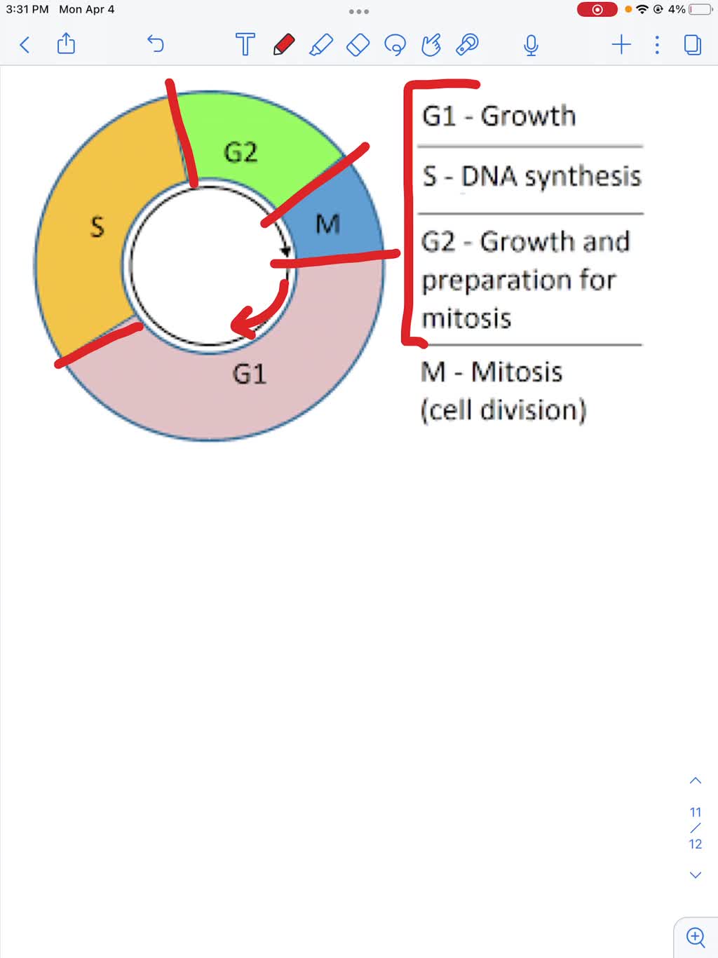 solved-describe-what-happens-during-each-of-the-four-stages-of-the-cell