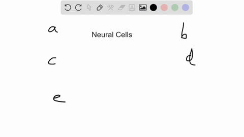 the-function-of-the-cell-shown-in-the-diagram-is-to-________-a-myelinate-pns-neurons-b-myelinate-cns