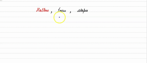 malleus-hammer-shape-incus-anvil-shape-and-stapes-stirrup-shape-are-present-in-a-internal-ear-of-fro
