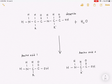Dehydration synthesis essay image