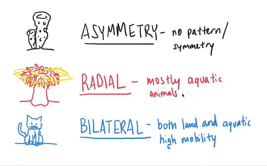 SOLVED:Although most animals are bilaterally Symmetrical, a few exhibit  radial symmetry. What is an advantage of radial symmetry? a. It confuses  predators. b. It allows the animal to gather food from all