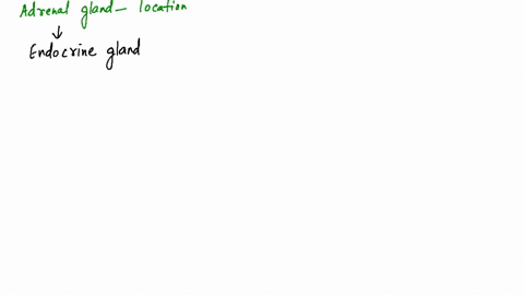 adrenals-are-located-above-a-stomach-b-liver-c-pancreas-d-kidney-which-of-the-followin