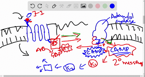 each-adenylyl-cyclase-molecule-produces-many-camp-molecules-in-an-example-of-a-receptor-up-regulat-2