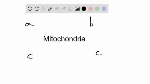 mitochondria-are-most-likely-descendants-of-__________-a-archaeans-b-aerobic-bacteria-c-cyanobacteri
