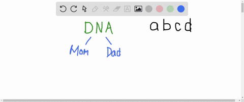 when-the-mothers-egg-and-the-fathers-sperm-unite-each-contributes-a-one-chromosome-pair-b-23-chrom-2