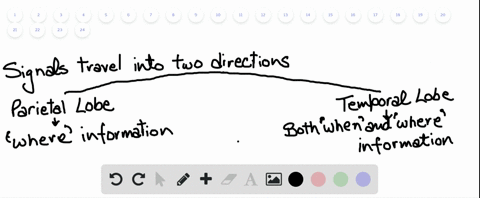 explain-what-happens-once-visual-signals-reach-the-visual-cortex-a-some-signals-go-to-the-temporal-l