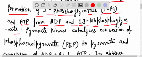 role-of-lactate-dehydrogenase-during-strenuous-activity-the-demand-for-atp-in-muscle-tissue-is-vas-2