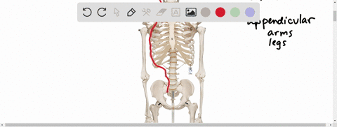 which-of-the-following-is-part-of-the-vertebrate-appendicular-skeleton-a-skull-b-vertebral-column--2