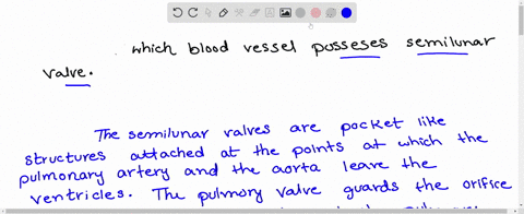 which-of-the-following-blood-vessels-possess-semilunar-valves-a-vena-cava-and-aorta-b-aorta-and-pulm