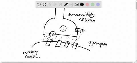 cocaine-blocks-the-reuptake-of-_________-a-gaba-b-glutamate-c-acetylcholine-d-dopamine