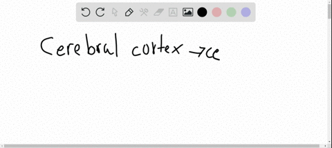 which-white-matter-structure-carries-information-from-the-cerebral-cortex-to-the-cerebellum-a-cerebr