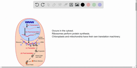 at-what-locations-in-the-cell-does-protein-synthesis-occur