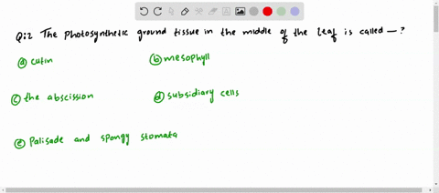 the-photosynthetic-ground-tissue-in-the-middle-of-the-leaf-is-called-a-cutin-b-mesophyll-c-the-absci