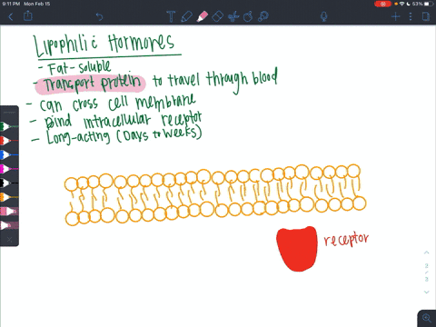 which-of-the-following-is-true-about-lipophilic-hormones-a-they-are-freely-soluble-in-the-blood-b-th