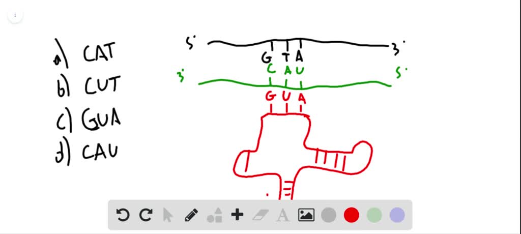 SOLVED:The nucleotide sequence of a DNA codon is