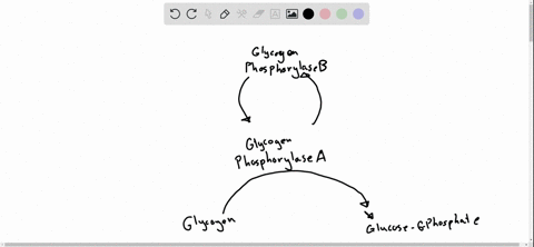 regulation-of-glycogen-phosphorylase-in-muscle-tissue-the-rate-of-conversion-of-glycogen-to-glucose-