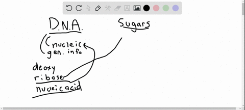one-species-dna-differs-from-others-in-its-a-sugars-b-phosphates-c-base-sequence-d-all-of-the-above