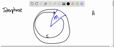 interphase-is-the-part-of-the-cell-cycle-when-________-a-a-cell-ceases-to-function-b-a-germ-cell-for