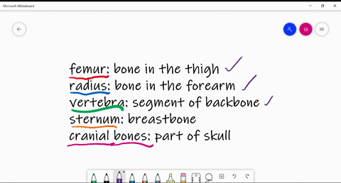 match-each-bone-with-its-description-femur-a-part-of-skull-radius-b-thighbone-vertebra-c-segment-of-