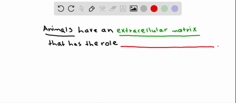 the-function-of-the-extracellular-matrix-ecm-in-animals-is-a-to-provide-strength-b-to-provide-stru-2