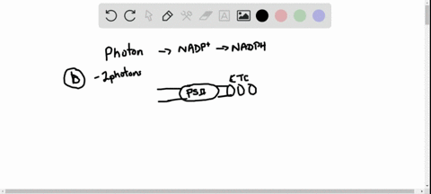 how-many-photons-does-it-take-to-fully-reduce-one-molecule-of-nadp-to-nadph-a-1-b-2-c-4-d-8