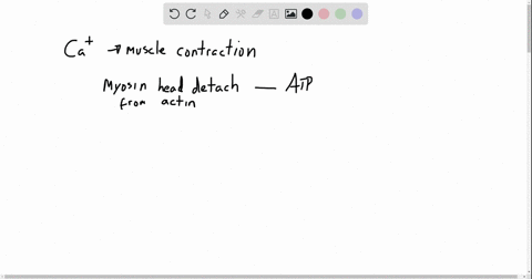 the-function-of-ca2-in-skeletal-muscle-contraction-is-to-a-cause-an-allosteric-change-in-myosin-so-t