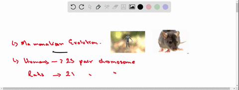 rates-of-evolution-appear-to-vary-in-different-lineages-for-example-the-rate-of-evolution-in-the-rat