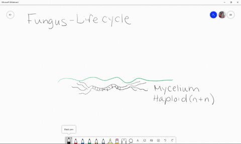 a-mushroom-is-_____-a-the-food-absorbing-part-of-a-fungal-body-b-composed-entirely-of-haploid-cells-