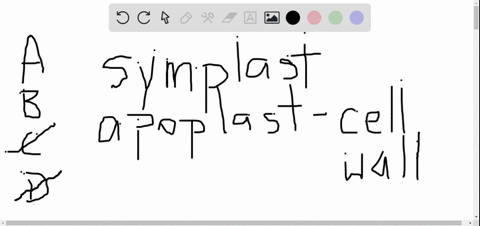 Solved:which Structure Or Compartment Is Part Of The Symplast? (A) The  Interior Of A Vessel Element (B) The Interior Of A Sieve Tube (C) The Cell  Wall Of A Mesophyll Cell (D) Solved:which Structure Or Compartment Is Part Of The Symplast? (A) The  Interior Of A Vessel Element (B) The Interior Of A Sieve Tube (C) The Cell  Wall Of A Mesophyll Cell (D)