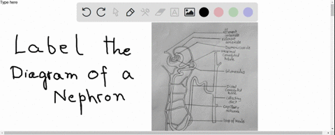 match-the-function-of-the-urinary-system-to-the-human-organ-system-in-the-key-a-muscular-system-b--9