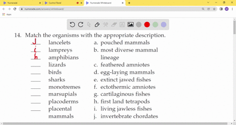 4-match-the-organisms-with-the-appropriate-description-lancelets-a-pouched-mammals-lampreys-b-most-d