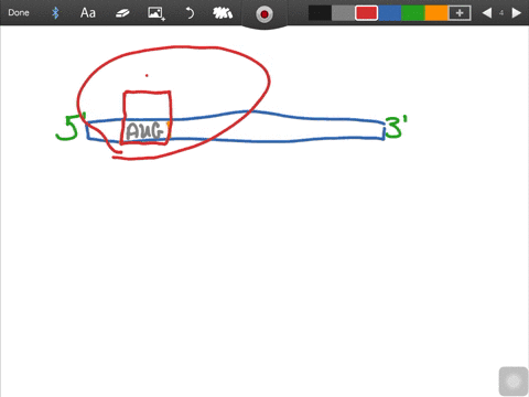 describe-the-sequence-of-events-that-occurs-during-translation-as-a-protein-elongates-by-one-amino-a
