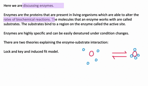 what-are-enzymes