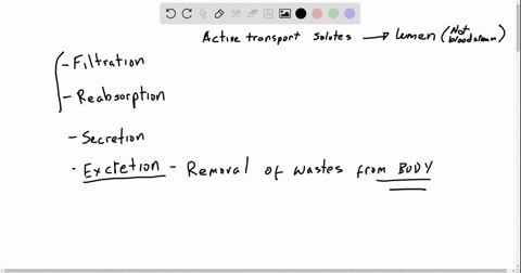 the-active-transport-of-solutes-into-the-lumen-of-an-excretory-organ-is-called-a-filtration-b-reab-2
