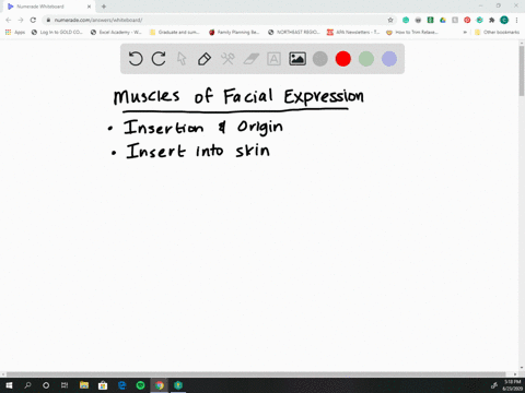 which-of-the-following-is-unique-to-the-muscles-of-facial-expression-a-they-all-originate-from-the-s