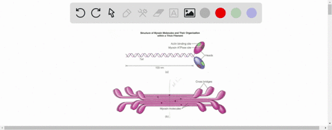 muscle-fibers-shorten-when-_________-slides-over-__________-a-myosin-actin-c-myoglobin-actin-b-actin