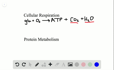 all-of-the-following-are-metabolic-wastes-except-a-water-b-carbon-dioxide-c-uric-acid-d-urea-e-oxyge