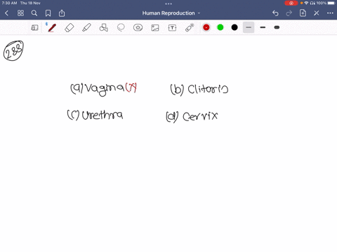 what-does-d-represent-in-the-figure-a-vagina-b-clitoris-c-urethra-d-cervix
