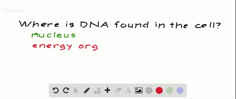which-of-the-following-organelles-contains-no-dna-a-nucleus-b-golgi-body-c-mitochondrion-d-chloropla