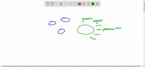 chloroplasts-of-green-algae-evolved-from-_____________